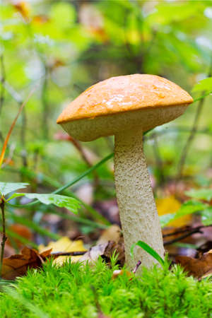 A young Edible Forest Mushroom orange-cap Boletus (Leccinum aurantiacum) Among Green Moss And Dry Leaves In Autumn Forest. Front View Closeup. Autumn Conceptの写真素材