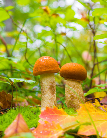 Two A young Edible Mushroom (Leccinum aurantiacum) Among Green moss and dry leaves in the autumn...