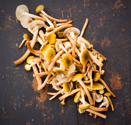 A pile of fresh forest mushrooms Honey mushrooms scattered on a black wooden table Close-up, top...