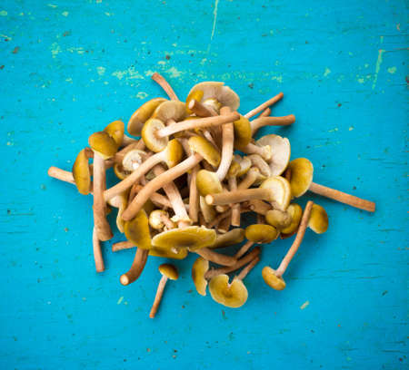 Pile Fresh  forest Honey mushrooms scattered on the old blue background. Close-up, top viewの写真素材