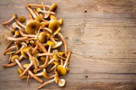 Pile Fresh Wild Honey mushrooms scattered on the old wooden board in the cracks with space for text. Close-up, top viewの写真素材