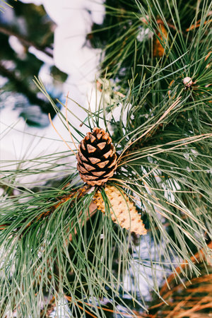 Pine branches with cones in the snow in winter. close-up view from below. tinted photo
