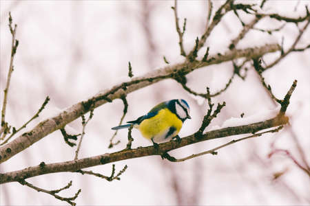 young bird chickadee with blue feathers on a tree branch. tinted photoの写真素材