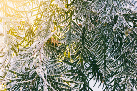 arborvitae branches covered with frost and illuminated by the morning sunの写真素材