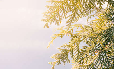 arborvitae branches covered with frost on a background of snow and winter lit by the morning sun. with space for textの写真素材