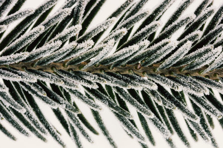 macro photo spruce branches covered with ice crystals closeup, shallow depth of field
