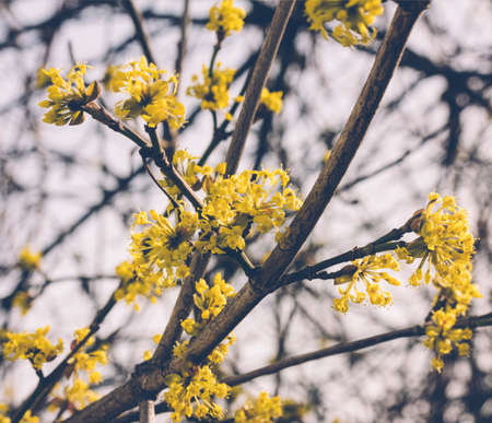 the branches of a flowering dogwood. selective focus, shallow depth of field, toning photoの写真素材