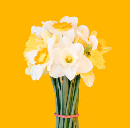 a bouquet of daffodils isolated on a light orange backgroundの写真素材