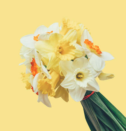 a bouquet of fresh flowers daffodils isolated on yellow backgroundの写真素材