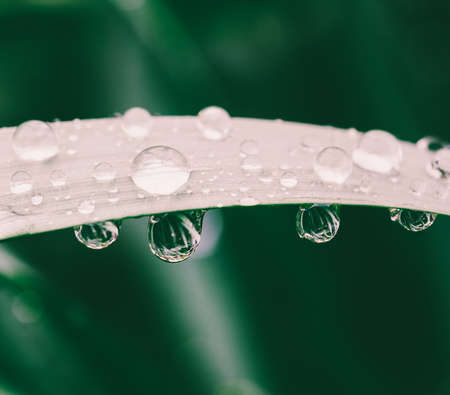 macro photo of water drops on grass closeupの写真素材