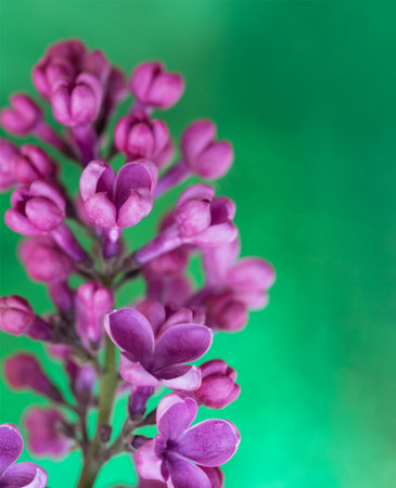 branch of flowers of lilac on a green background. shallow depth of field, selective focus