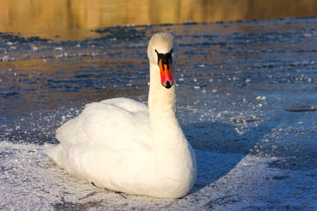winter landscape, a single white swan on the frozen pondの写真素材