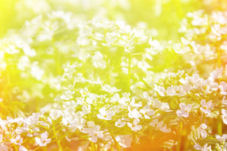 Spring sunny background with small white wild flowers in bright sunlightの写真素材
