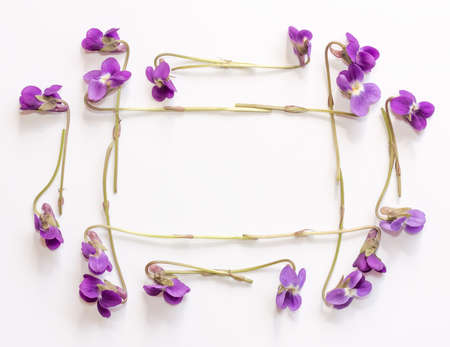 Frame made from small forest flowers purple violets on a white background with copy space. Flat lay, top viewの写真素材