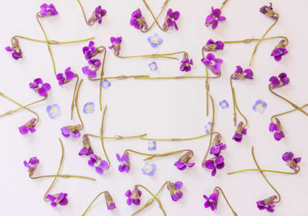 Frame made of small blue petals and forest flowers purple violets on a white background with copy space. Flat lay, top viewの写真素材