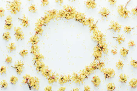 Floral pattern with yellow flowers dogwood with empty space for text on a  on white background. Flat lay, top view. Tinted photoの写真素材