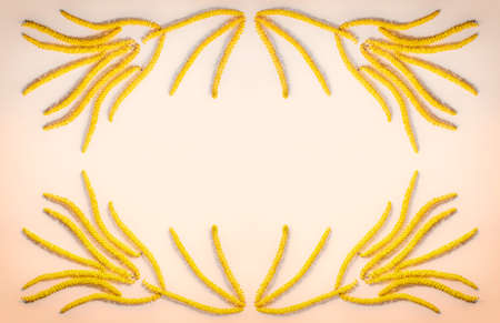 abstract floral composition, the frame of yellow flowers earrings hazel on color background gold Crayola with space for text. Flat lay, top viewの写真素材