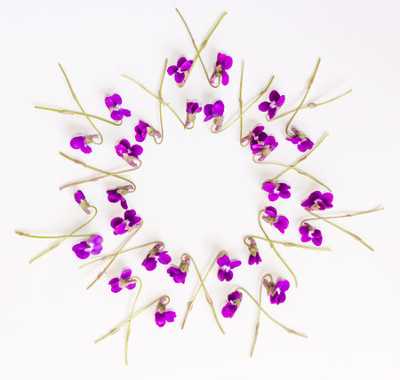 Floral pattern circle Frame made of small forest flowers violet on white background. Flat lay, top...