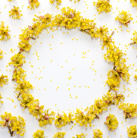 Floral pattern with yellow flowers dogwood with empty space for text on a  on white background. Flat...