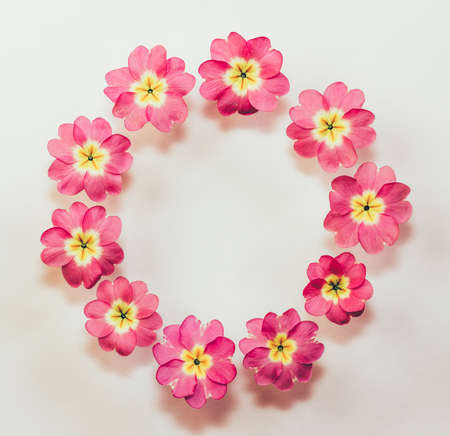 circular floral frame of pink primrose flowers on white background with space for text. Flat lay, top viewの写真素材