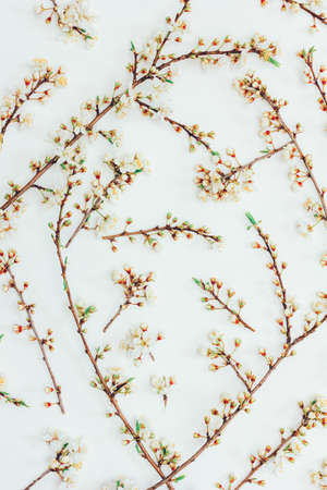 Blossoming spring branches of a fruit tree with white flowers on a white background top viewの写真素材
