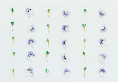 Pattern with blue flower petals and green leaves on a white background. Flat lay, top viewの写真素材