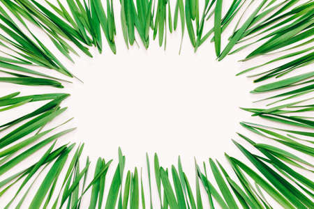 Frame from green leaves on a white background with space for text, view from the topの写真素材