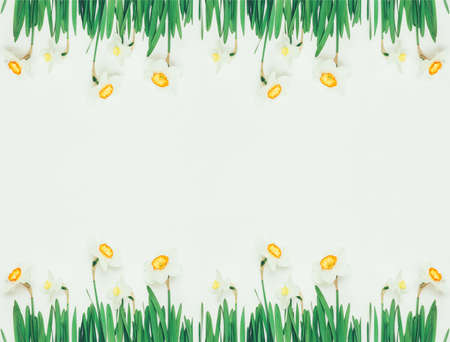 spring floral frame of flowers daffodils on white background with space for text. tinted photoの写真素材