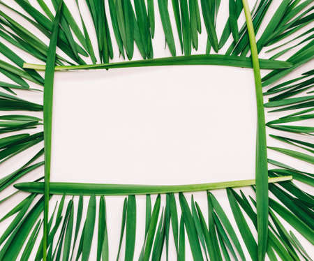 floral rectangular frame of  green leaves on a white background with space for text, top viewの写真素材