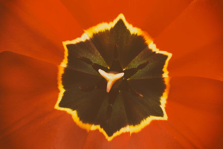 macro photo flower red Tulip, close-up top view. tinted photographyの写真素材