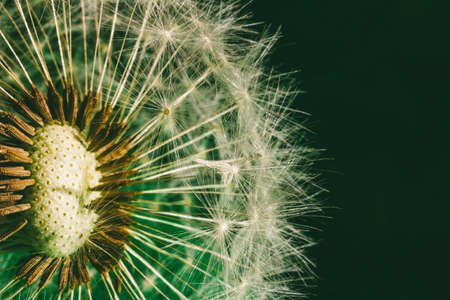 fluffy dandelion with seed parachutes on green background close-up. macro photo tintedの写真素材