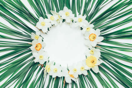floral round frame of flowers Narcissus on the background of green leaves with white space for text, top viewの写真素材