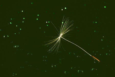 Fluffy dandelion seed on a green background in drops of water close-up. Macro photo with toning