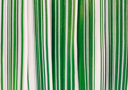 Natural background from the leaves of the striped grass (phalaris variegated) close-upの写真素材