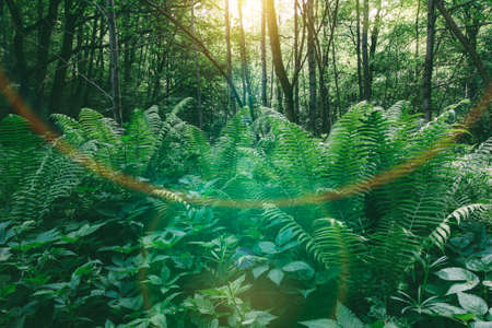 Spring summer natural landscape, the first sun rays in the morning forestの写真素材