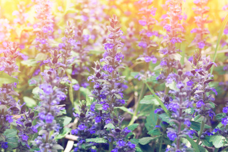 Natural background with flowering field grass in sunlight