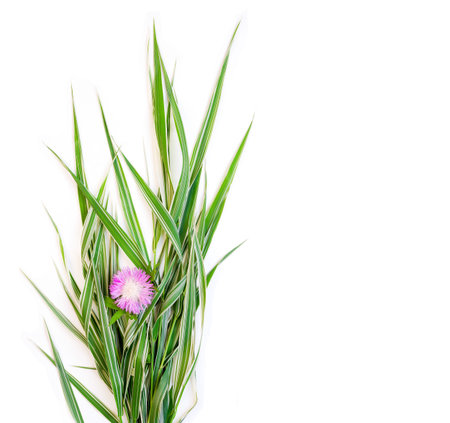 a bouquet of green striped decorative grass phalaris with flower cornflower on white background with space for text, top viewの写真素材