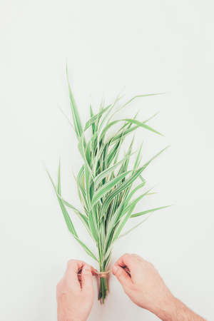Male florist making bouquet in a striped decorative grass phalaris, top view on white backgroundの写真素材