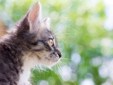 portrait of a cute fluffy cat on natural backgroundの写真素材