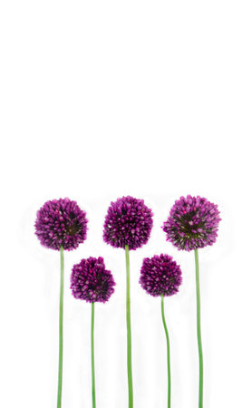 Beautiful purple flowers allium isolated on white background with space for your text. Flat lay, top...