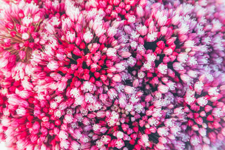 floral background of flowers of Allium, shallow depth of fieldの写真素材