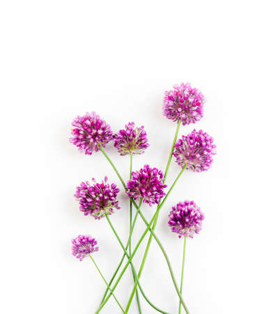 the flowers of Allium against a white backgroundの写真素材