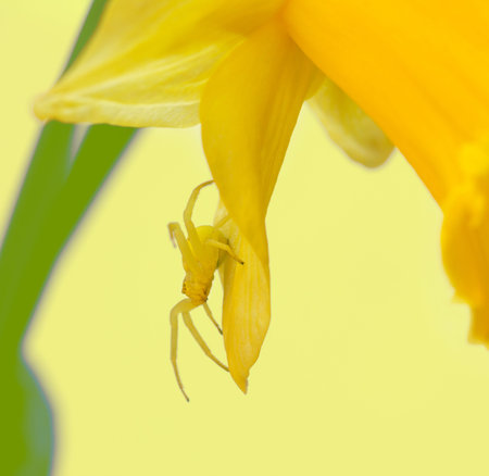 macro photo of a small yellow spider in the petals of a Narcissus flower on a light yellow...