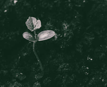 sprout growing from the soil top view, black and white toned photoの写真素材
