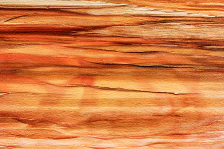 the background wood texture split beech stumpの写真素材