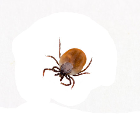 insect tick isolated on white background, top view