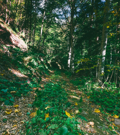 autumn forest landscape with old road