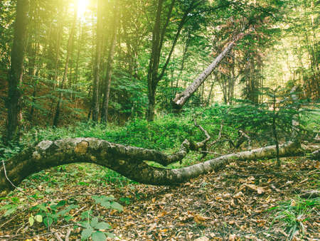 autumn forest landscape with fallen old treesの写真素材