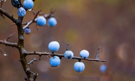 ripe berries of a blackthorn close upの写真素材