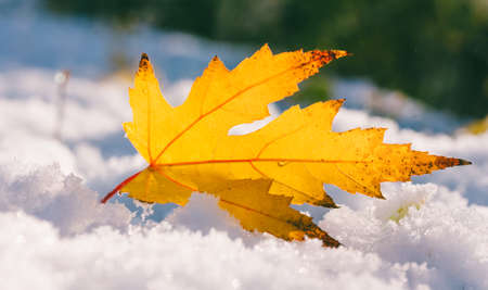 yellow maple leaf in the snow closeupの写真素材